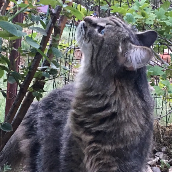 Vintage Harley-Davidson & Vintage Clothing - Picture 4 of 6